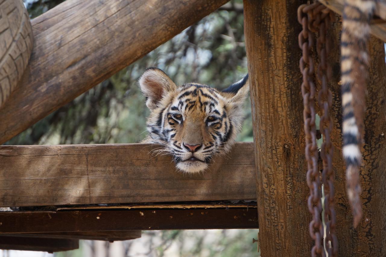 Boskoppie Lion & Tiger Reserve クルーンスタッド エクステリア 写真