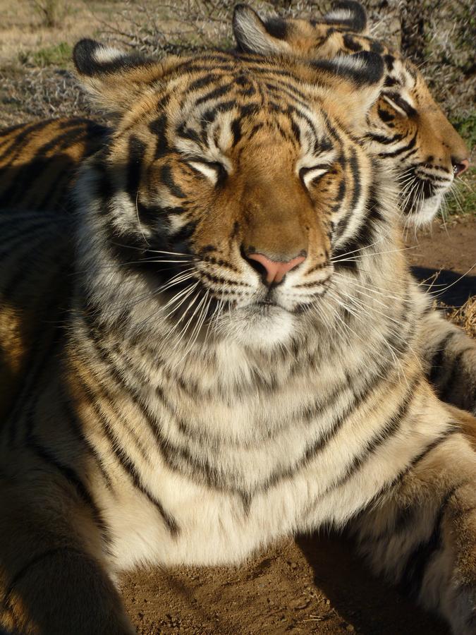 Boskoppie Lion & Tiger Reserve クルーンスタッド エクステリア 写真