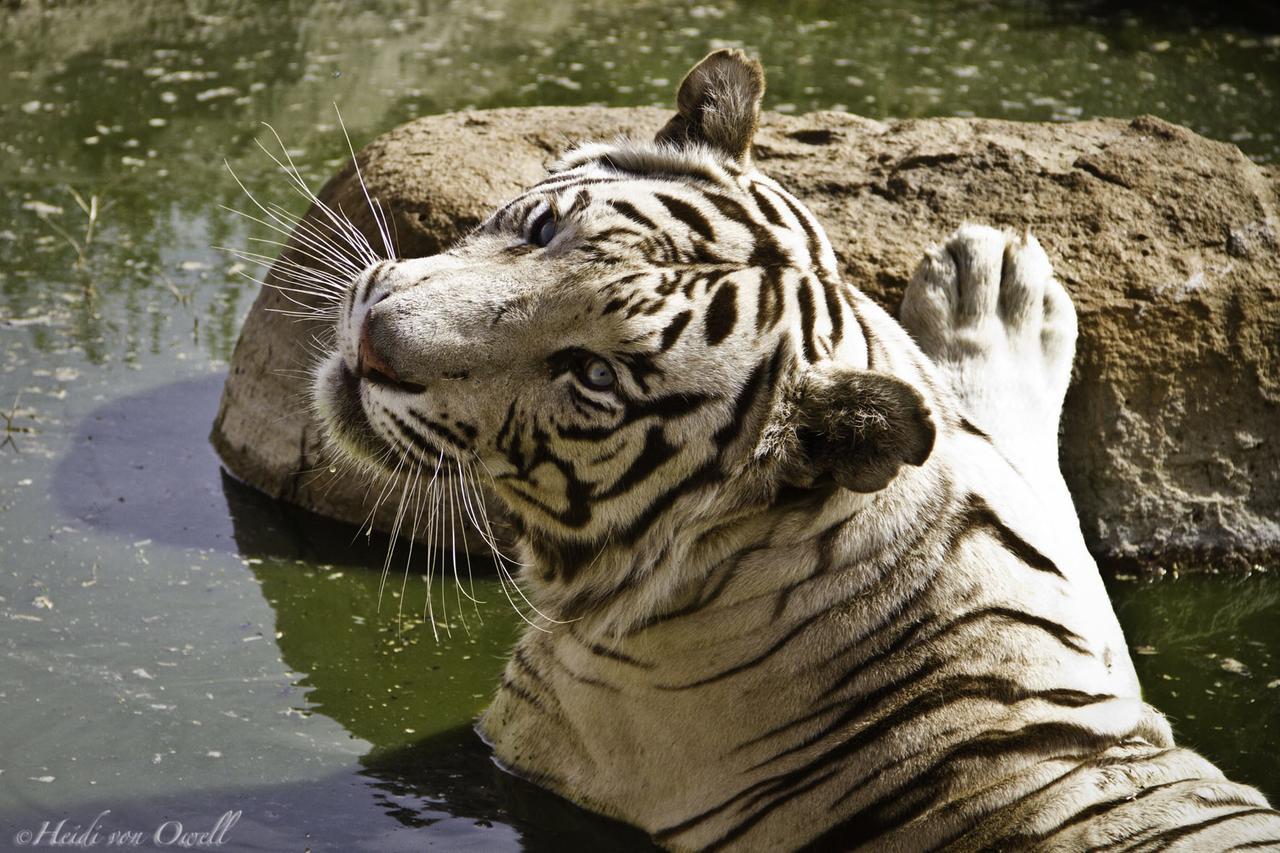 Boskoppie Lion & Tiger Reserve クルーンスタッド エクステリア 写真