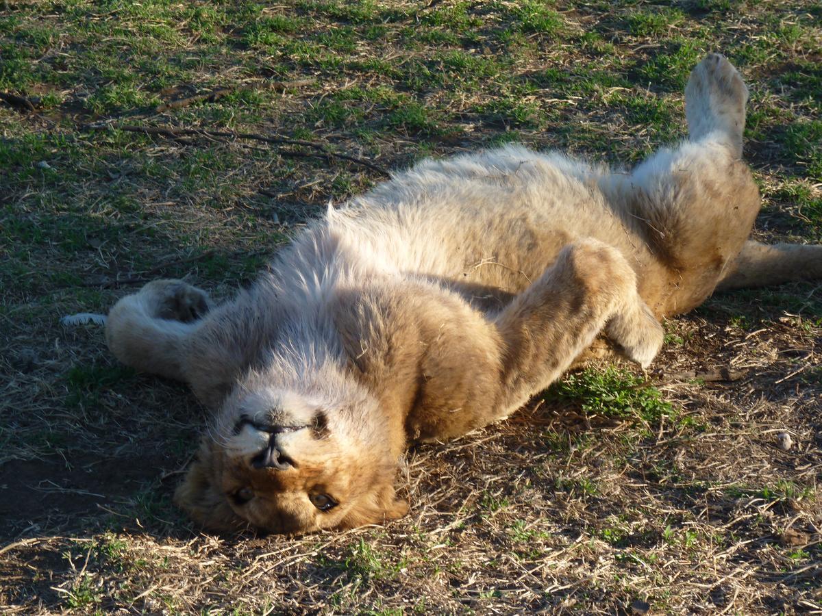 Boskoppie Lion & Tiger Reserve クルーンスタッド エクステリア 写真