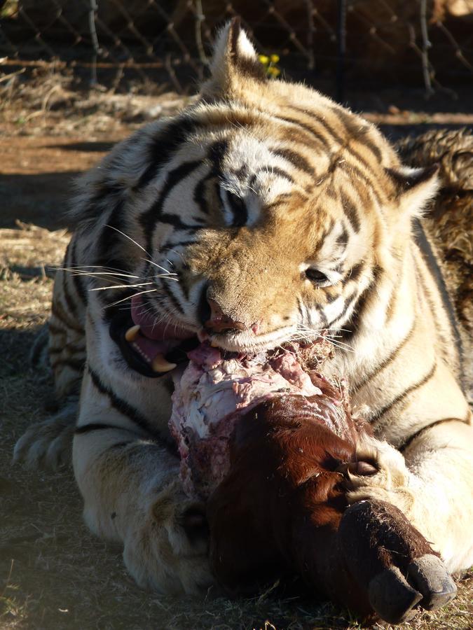 Boskoppie Lion & Tiger Reserve クルーンスタッド エクステリア 写真