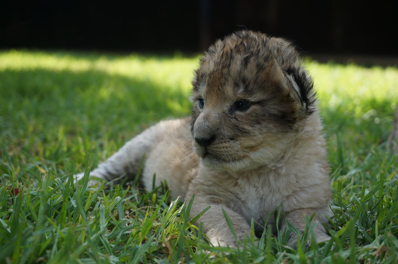 Boskoppie Lion & Tiger Reserve クルーンスタッド エクステリア 写真