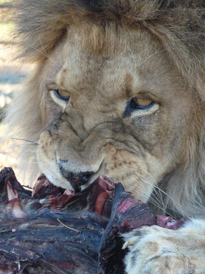 Boskoppie Lion & Tiger Reserve クルーンスタッド エクステリア 写真