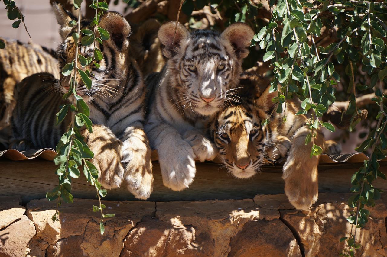 Boskoppie Lion & Tiger Reserve クルーンスタッド エクステリア 写真
