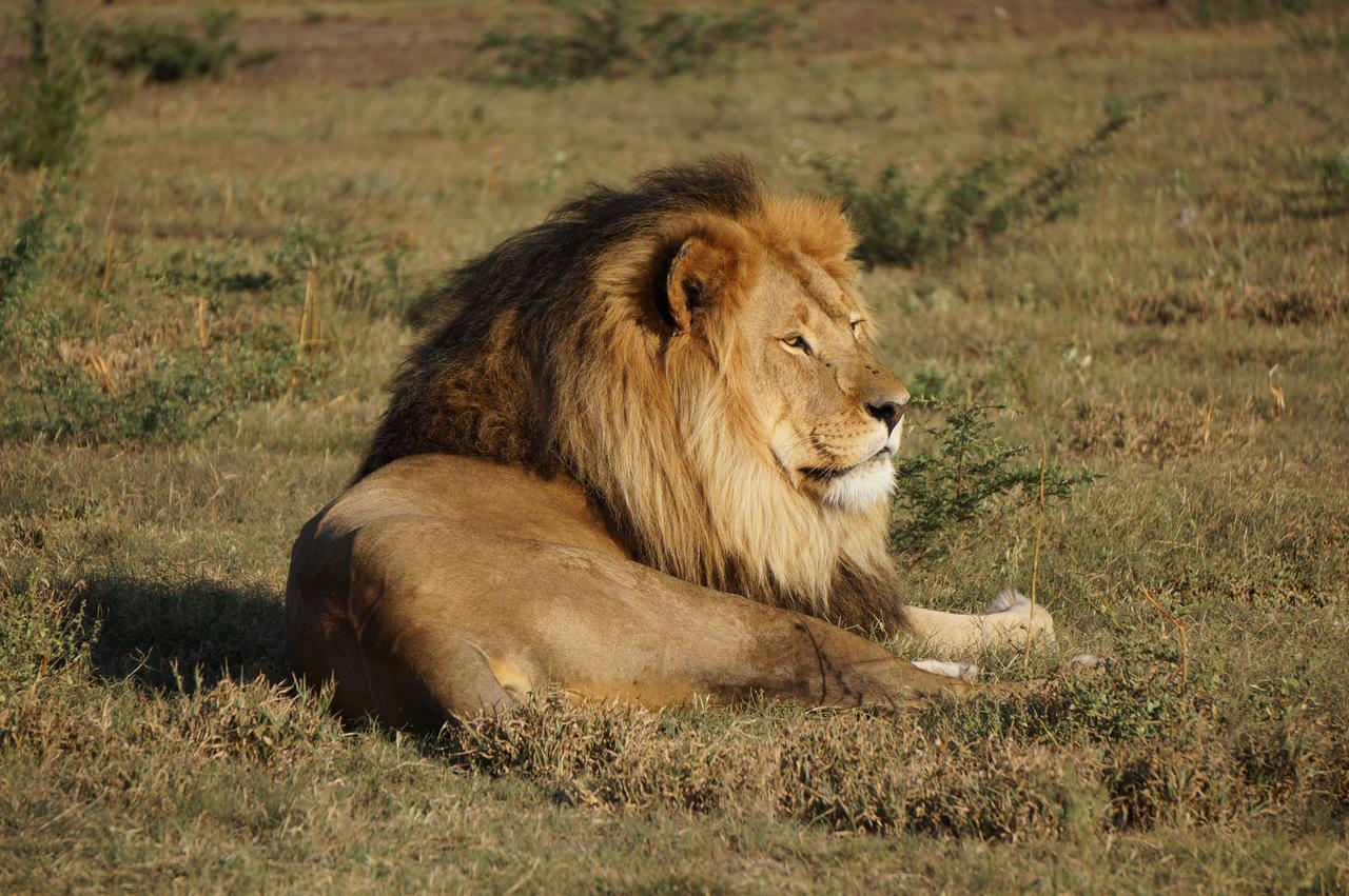 Boskoppie Lion & Tiger Reserve クルーンスタッド エクステリア 写真
