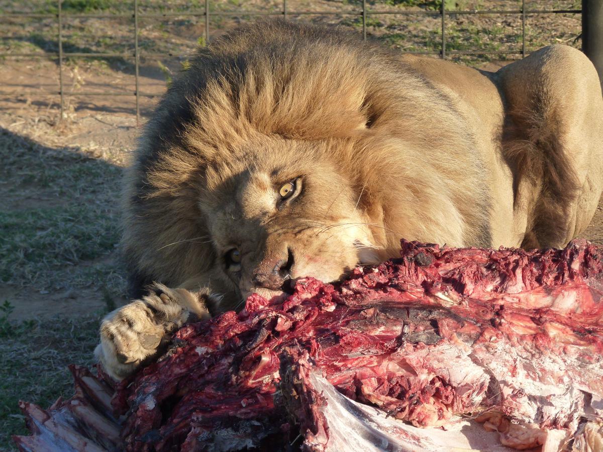 Boskoppie Lion & Tiger Reserve クルーンスタッド エクステリア 写真